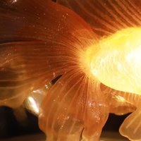 Handmade Mini Betta Fish Aquarium Lamp, Ocean Theme Ambient Mood Light, Sparkling Goldfish Lantern Night Light