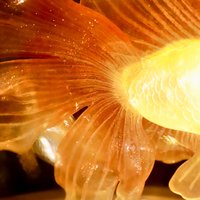 Handmade Mini Betta Fish Aquarium Lamp, Ocean Theme Ambient Mood Light, Sparkling Goldfish Lantern Night Light