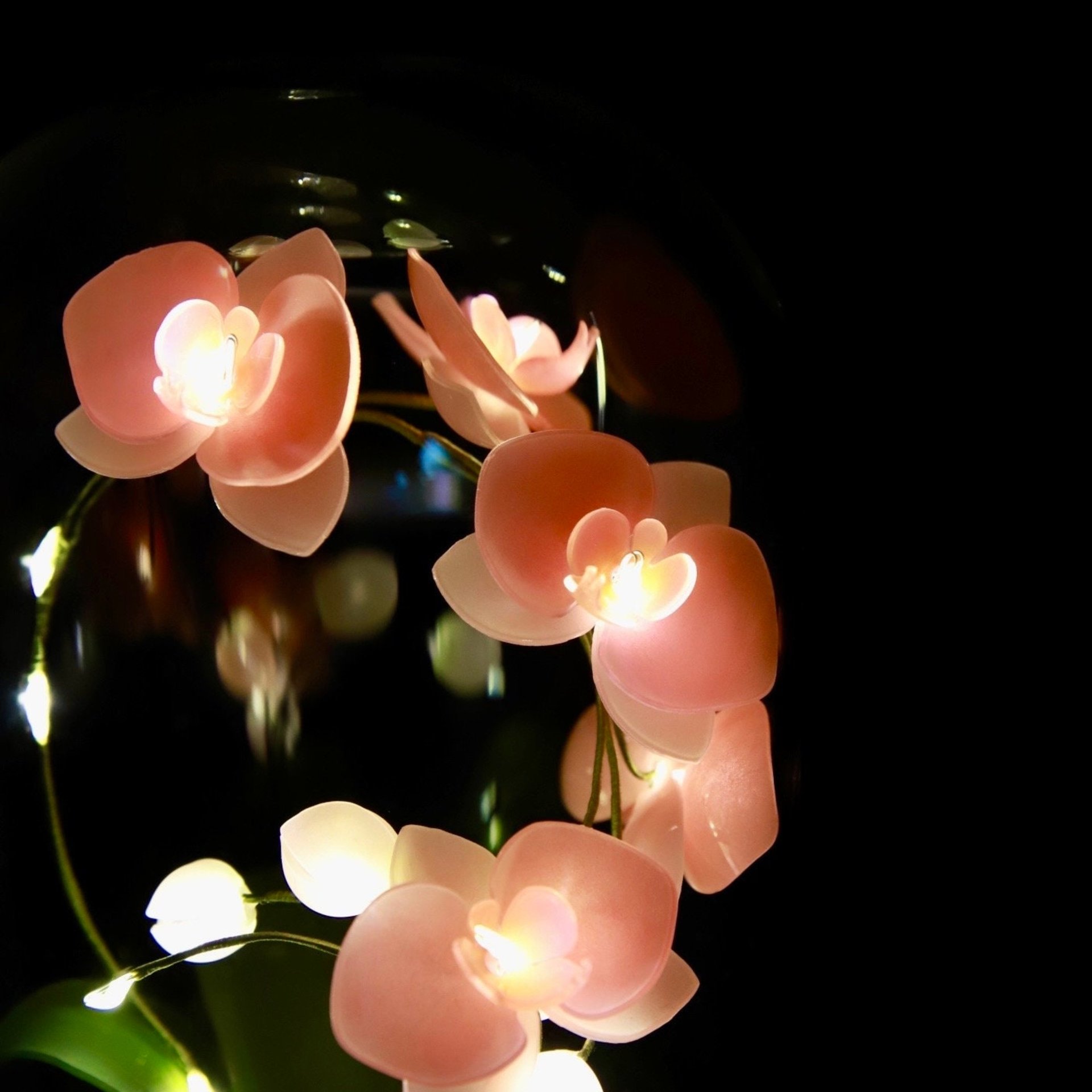 Handmade Moth Orchid Phalaenopsis Flower lamp, Phalaenopsis Home Decor Night Light, Flower Dome Wedding Floral Decoration, Unique Gift