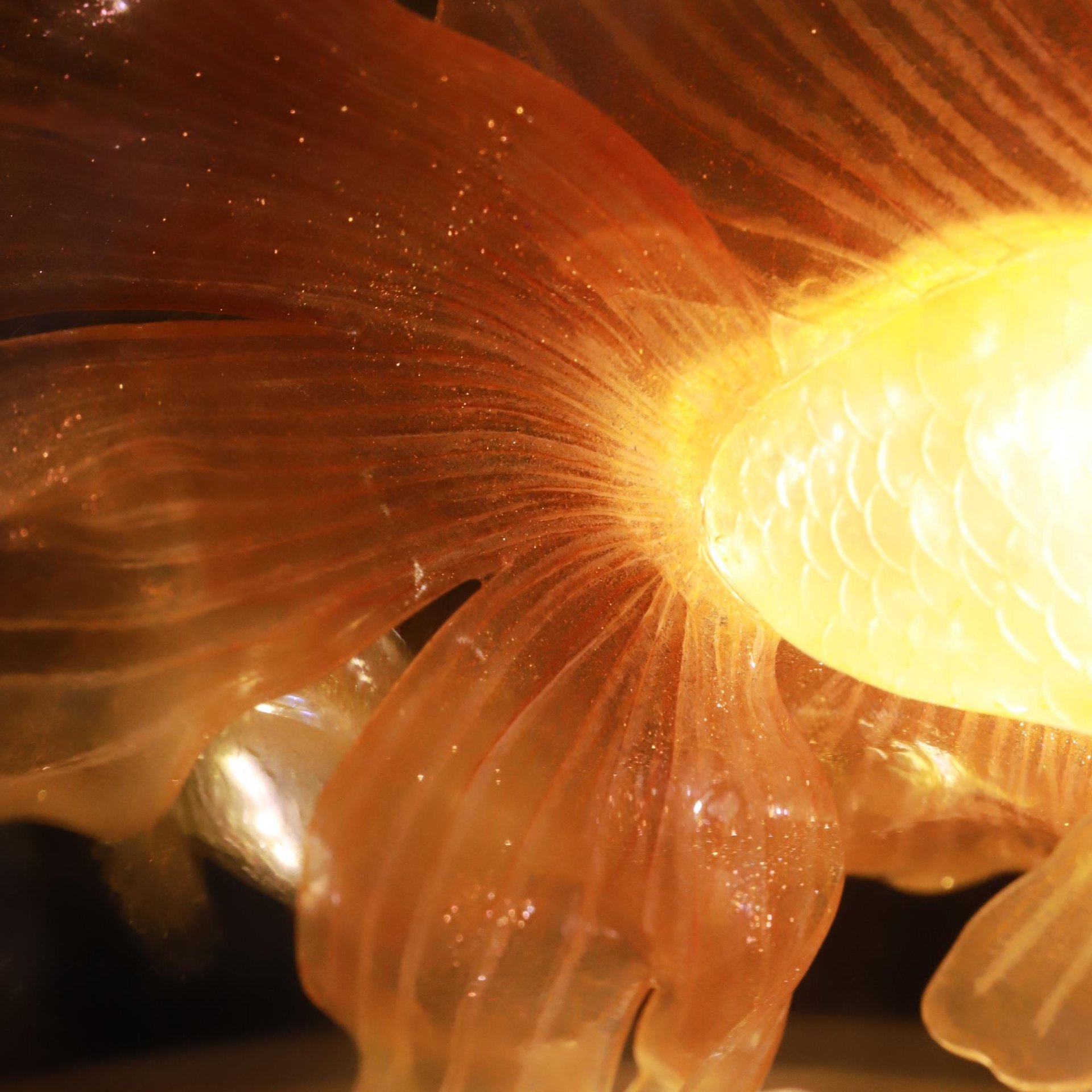 Handmade Mini Betta Fish Aquarium Lamp, Ocean Theme Ambient Mood Light, Sparkling Goldfish Lantern Night Light